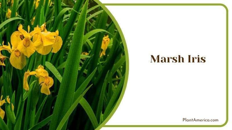 Marsh Iris Beautiful and Green Plant For Outdoor and Indoor Aquariums Plant America