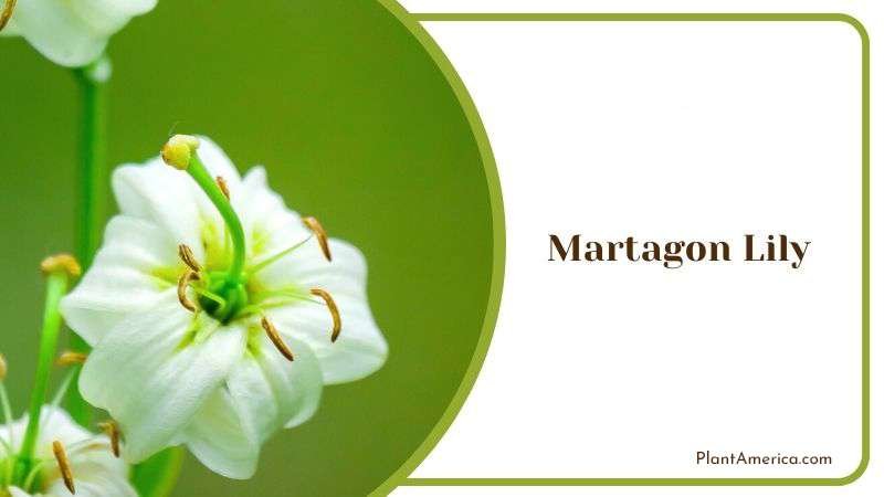 Martagon Lily Plant America Martagon Lily Plant America