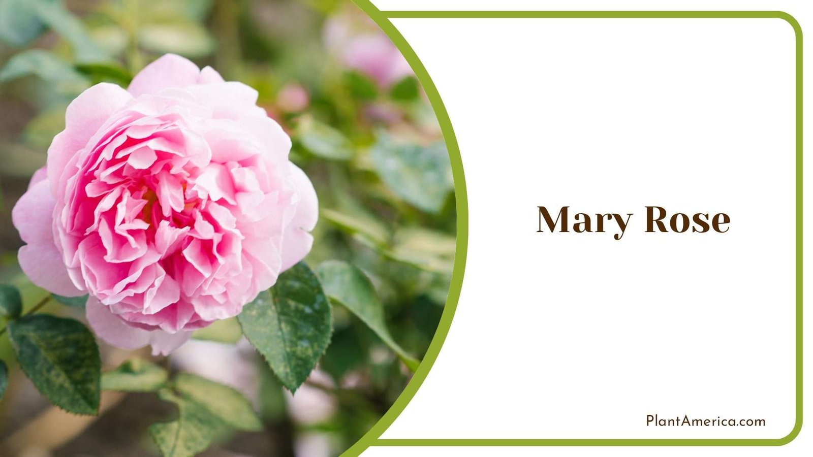 Mary Rose Stunning Deep Pink Plant America