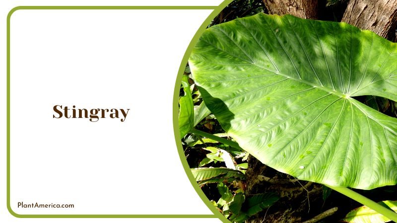 Massive Leaves of Alocasia Macrorrhizos Plants ~ PlantAmerica