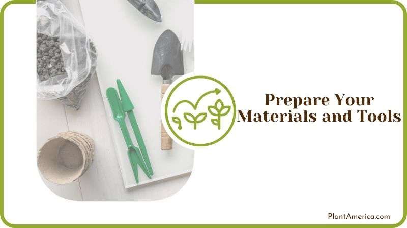 Materials to Propagate Snake Plant PlantAmerica Materials to Propagate Snake Plant PlantAmerica