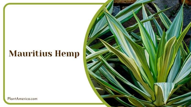 Mauritius Hemp Furcraea Foetida Plant America