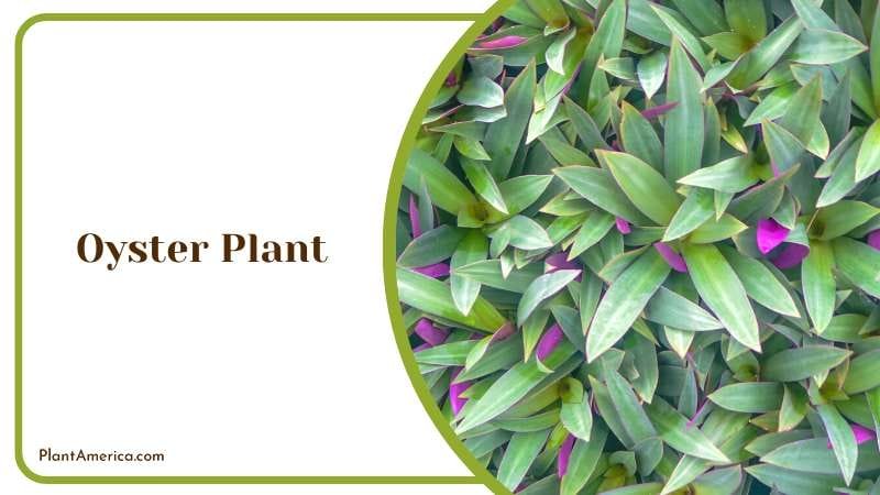 Mauve Oyster Plant Plant America