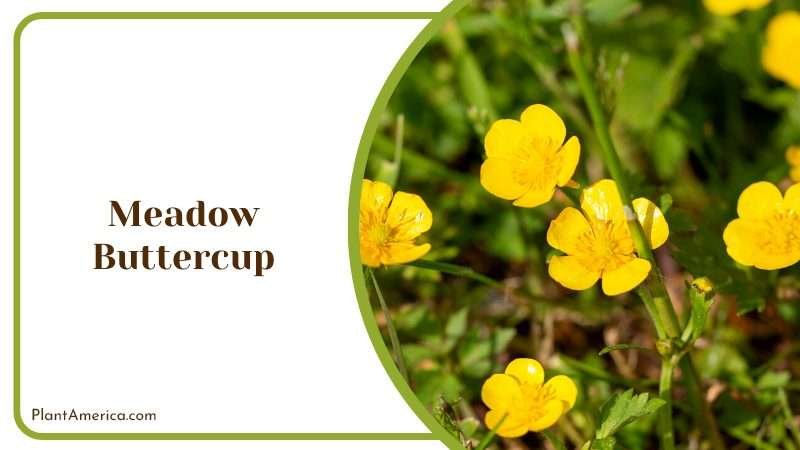 Meadow Buttercup Wildflower Plant America