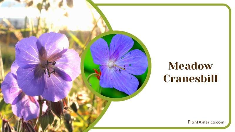 Meadow Like Cranesbill Geraniums Plant America