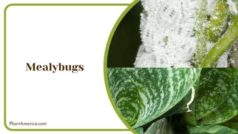Mealybugs Cause Drooping of Leaves PlantAmerica