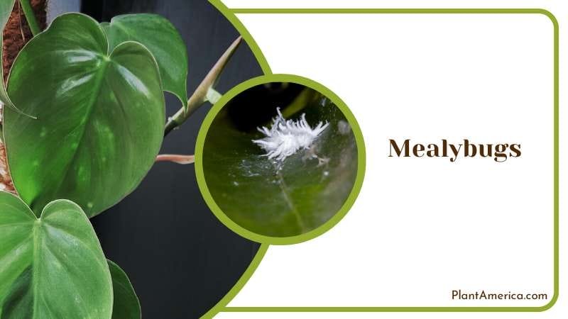 Mealybugs Damaged Philodendron Crassinervium Plant America