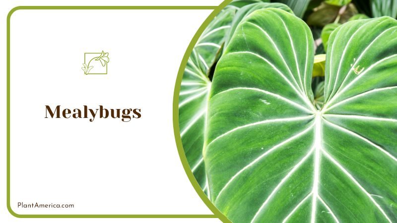 Mealybugs cotton ball like pests ~ PlantAmerica