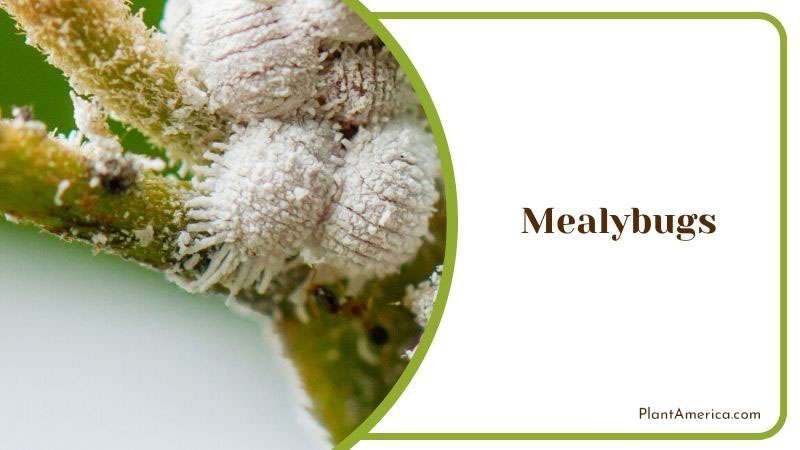 Mealybugs in Acetosa Plant ~ PlantAmerica