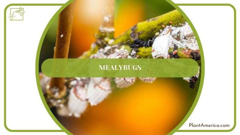 Humayun How to Content IMAGE Checking Anthurium for Stunted