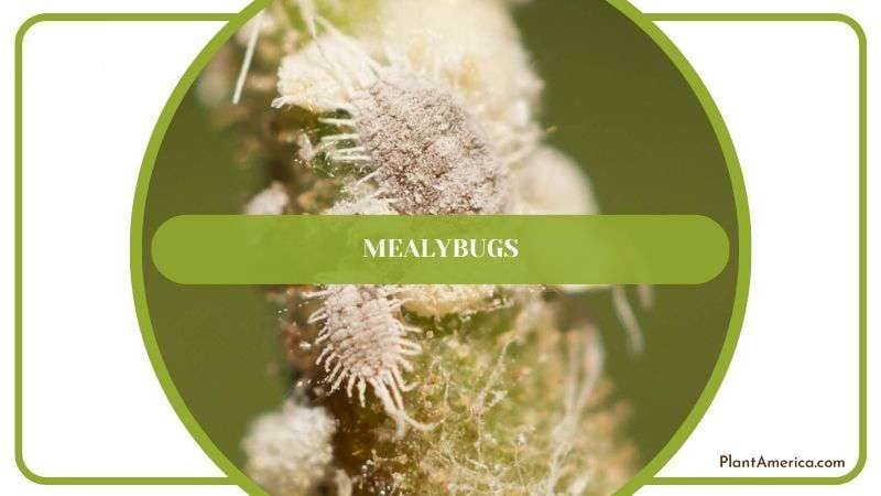Mealybugs in Philodendron Brandtianum Plant America