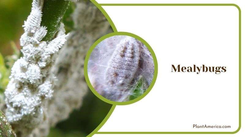 Mealybugs in Senecio Peregrinus Plant America