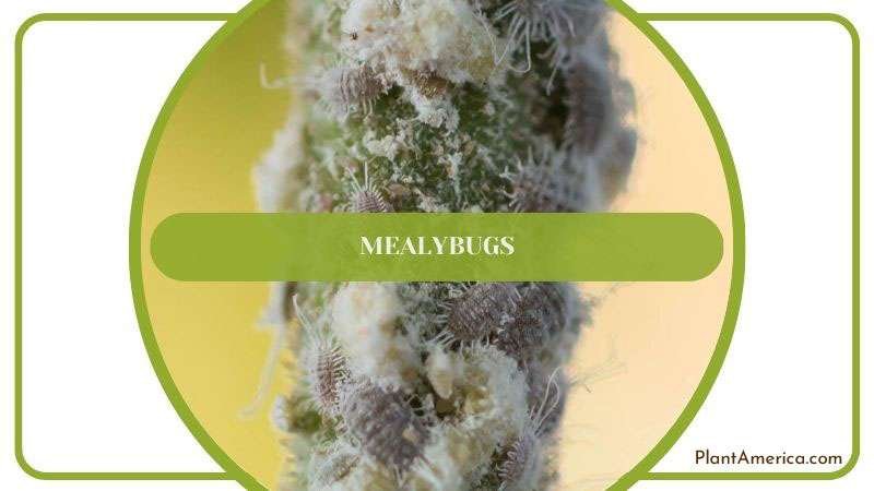 Mealybugs in Wendlingeri Plant ~ PlantAmerica Mealybugs in Wendlingeri Plant ~ PlantAmerica