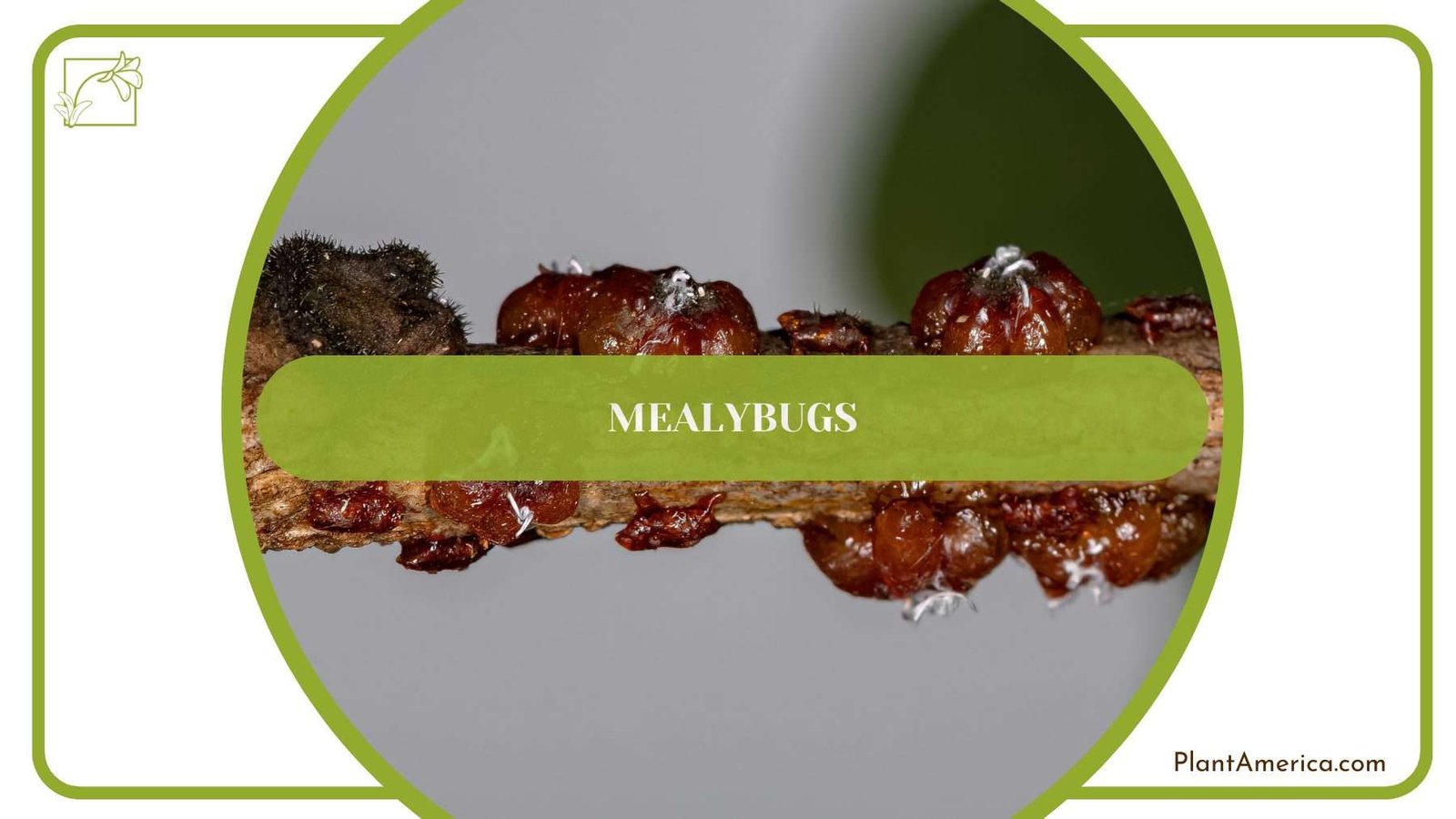 Mealybugs on Donkey Ear Plant PlantAmerica