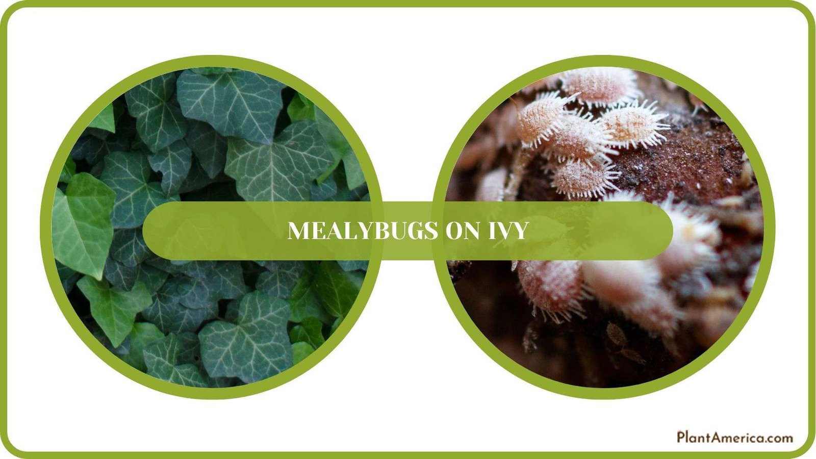 Mealybugs on Ivy Solved Plant America