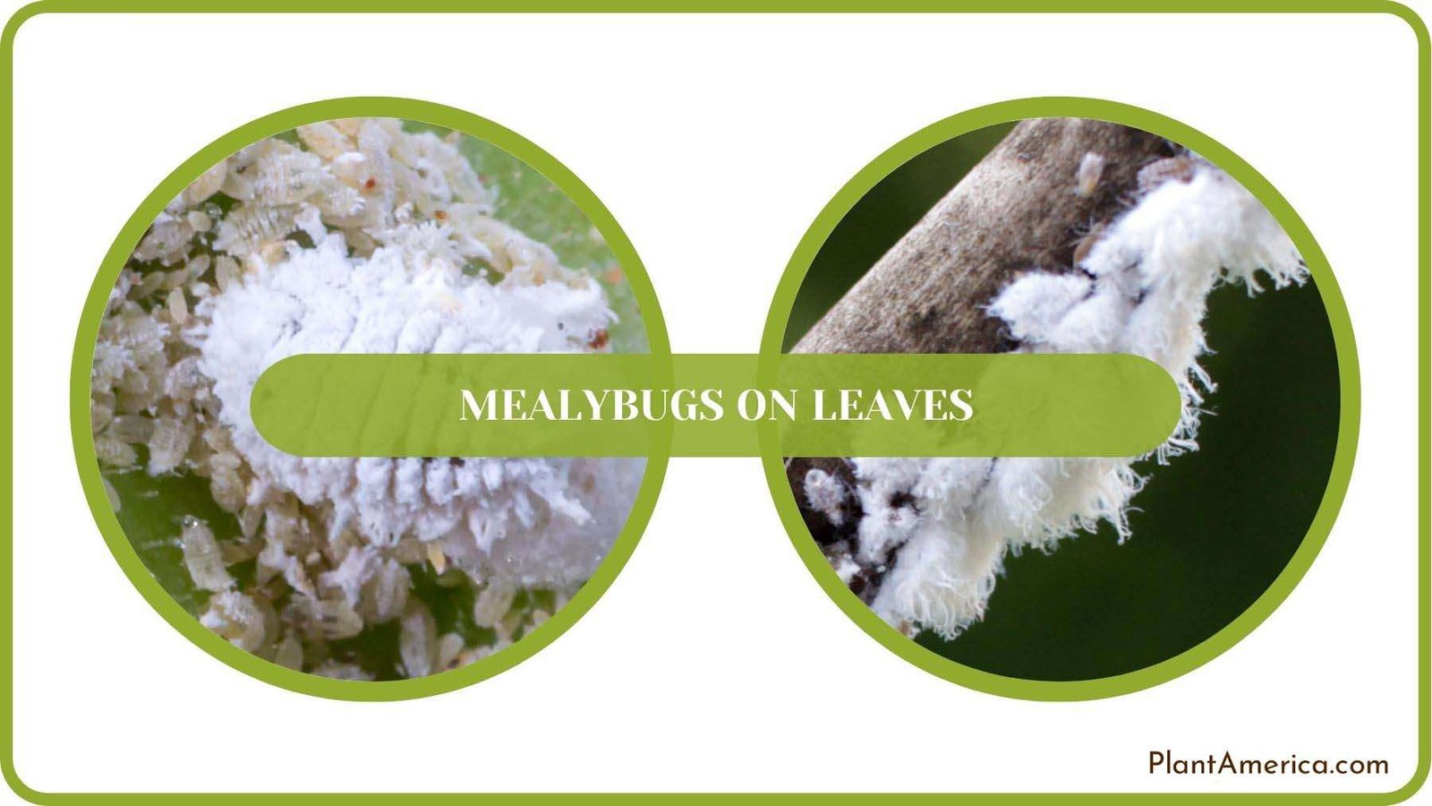 Mealybugs on Leaves Fixed Plant America