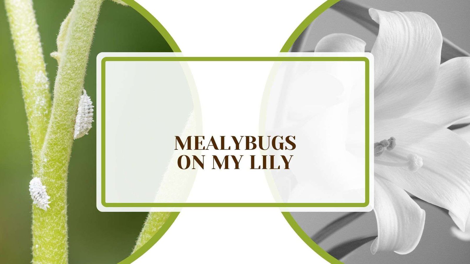 Mealybugs on My Lily Plant America Mealybugs on My Lily: How Can You Combat the Threat?