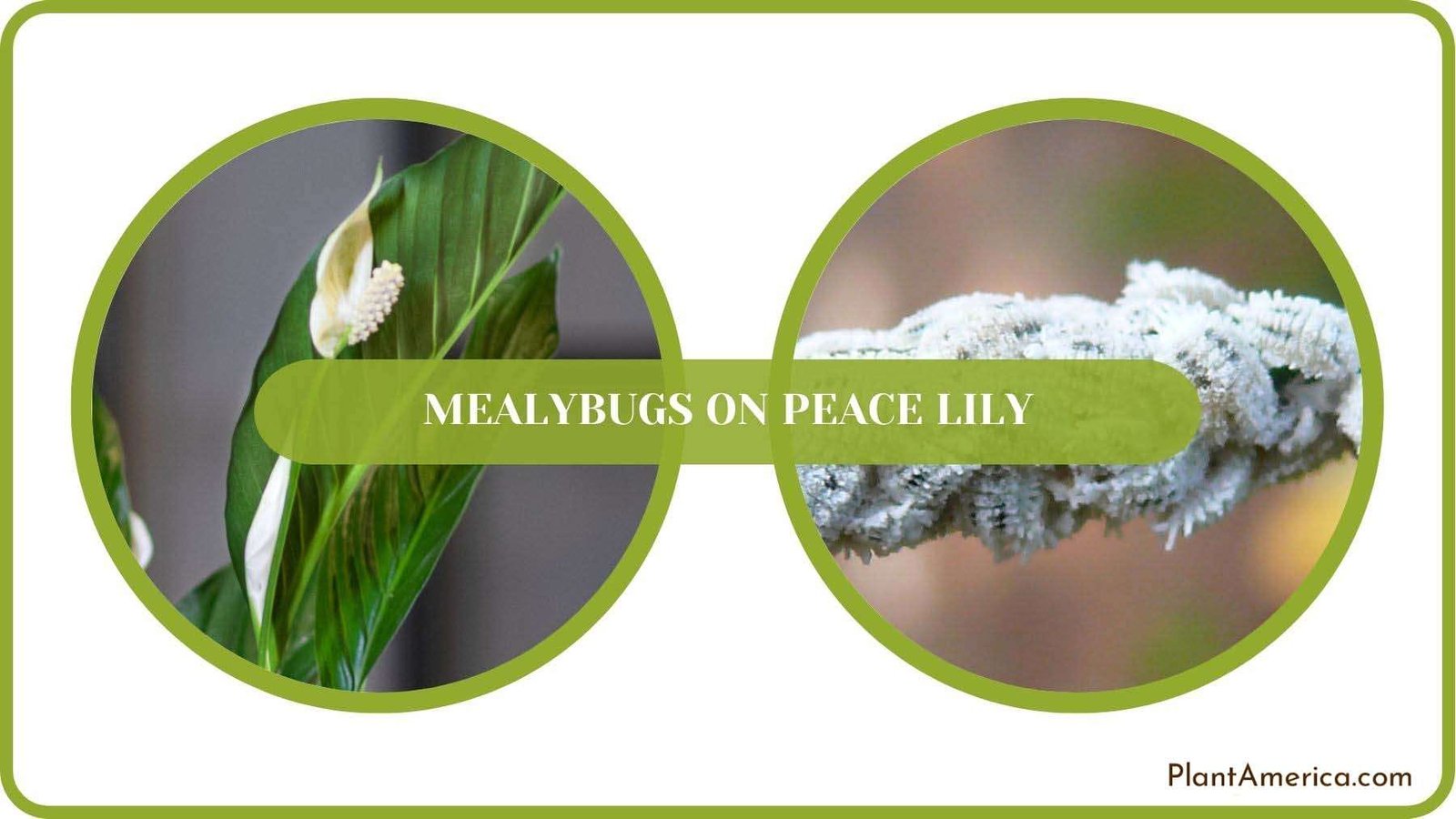 Mealybugs on Peace Lily Details PlantAmerica Mealybugs on Peace Lily Details PlantAmerica