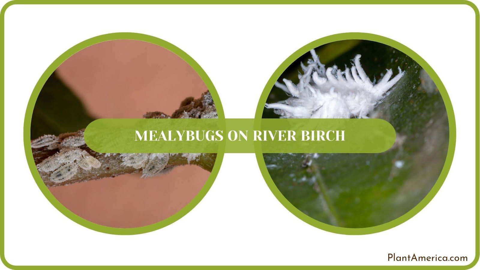 Mealybugs on River Birch Solved PlantAmerica Mealybugs on River Birch Solved PlantAmerica