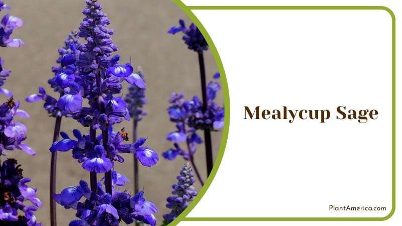 Mealycup Sage Scent Soothes Senses Plant America Mealycup Sage Scent Soothes Senses Plant America