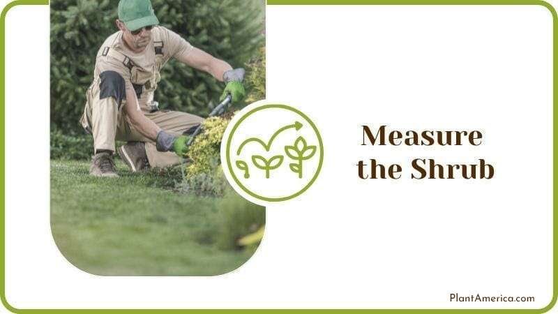 Measure the Shrub Plant America
