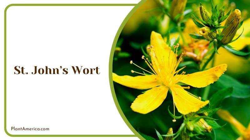 Medicinal Herb with Bright Blooms Plant America 1