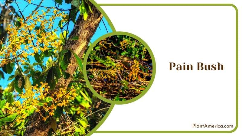 Medicinal Pain Bush Plant Plant America