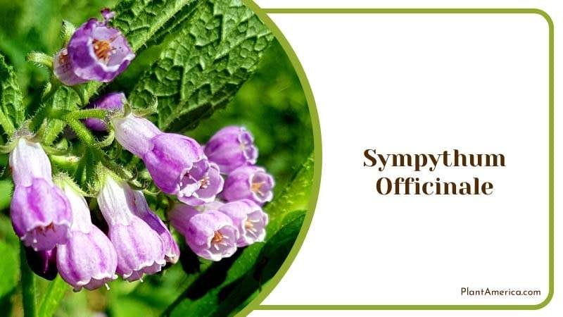 Medicinal of Symphytum Officinale Plant America