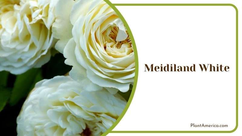 Meidiland White A Pure Rose Plant America