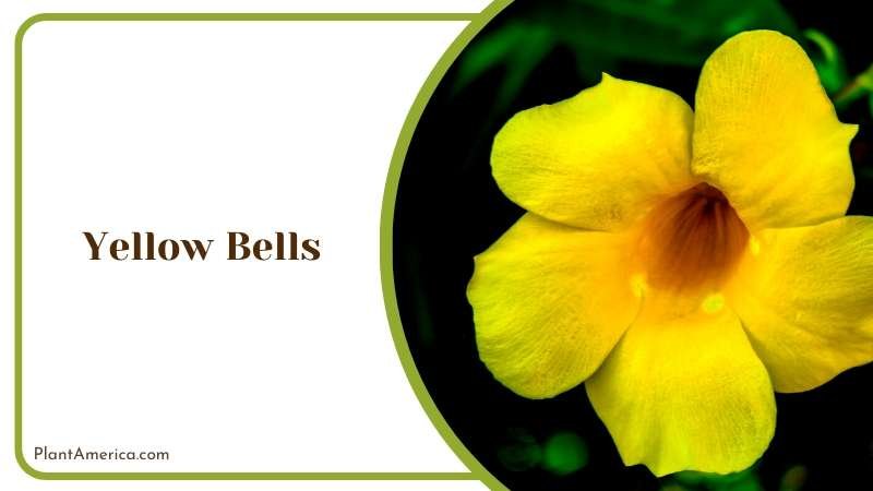 Melodious Yellow Blooms of Yellow Bells Plant America