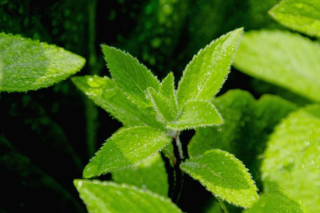 Mentha Mint Plants Plant America
