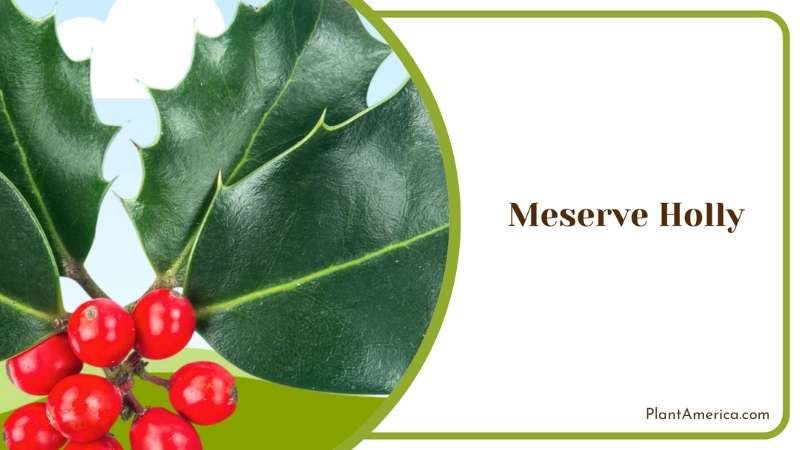 Meserve Holly Evergreen Plant America
