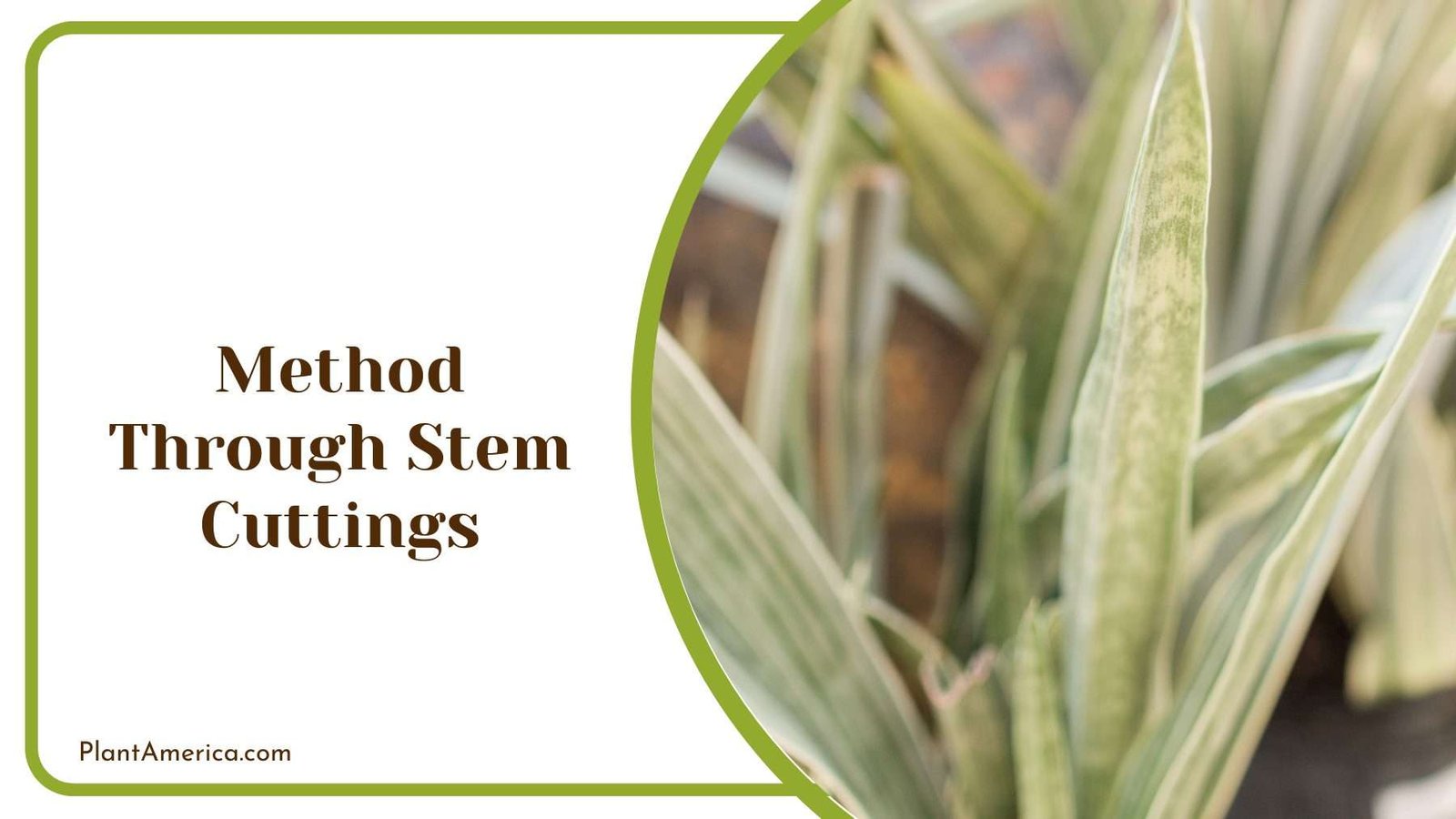 Method Through Stem Cuttings Plant America Method Through Stem Cuttings Plant America