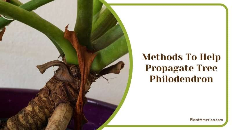 Methods To Help Propagate Your Tree Philodendron PlantAmerica