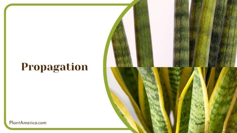 Methods of Propagation of Moonshine Plants PlantAmerica