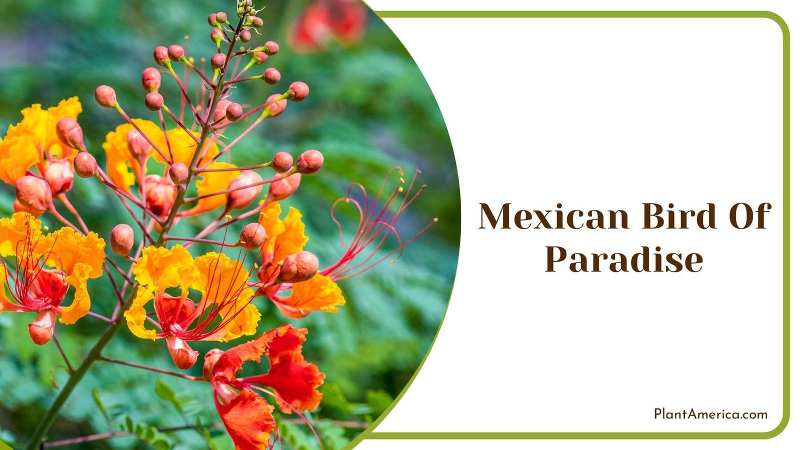 Mexican Bird Of Paradise Plant America