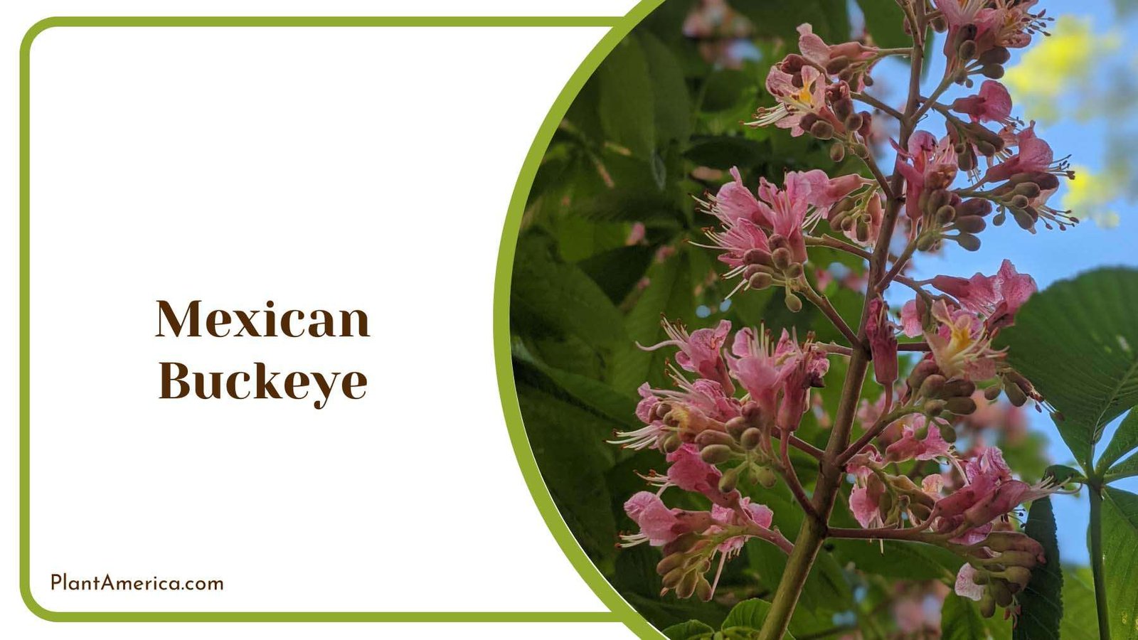Mexican Buckeye Palmate Leaves Plant America