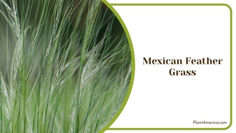 Mexican Feather Grass as Companion Plant