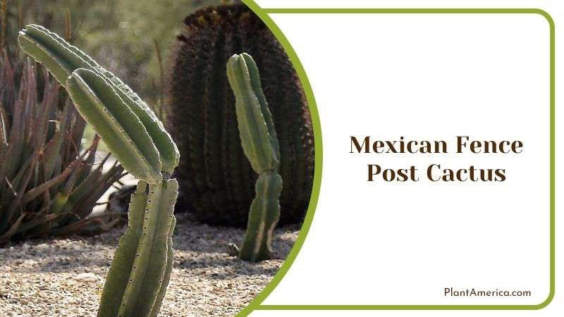 Mexican Fence Post Cactus Plant America Mexican Fence Post Cactus Plant America