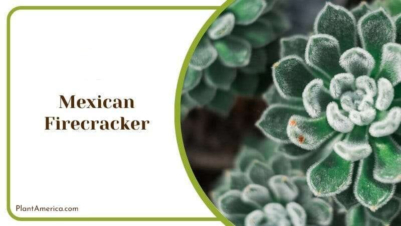 Mexican Firecracker PlantAmerica