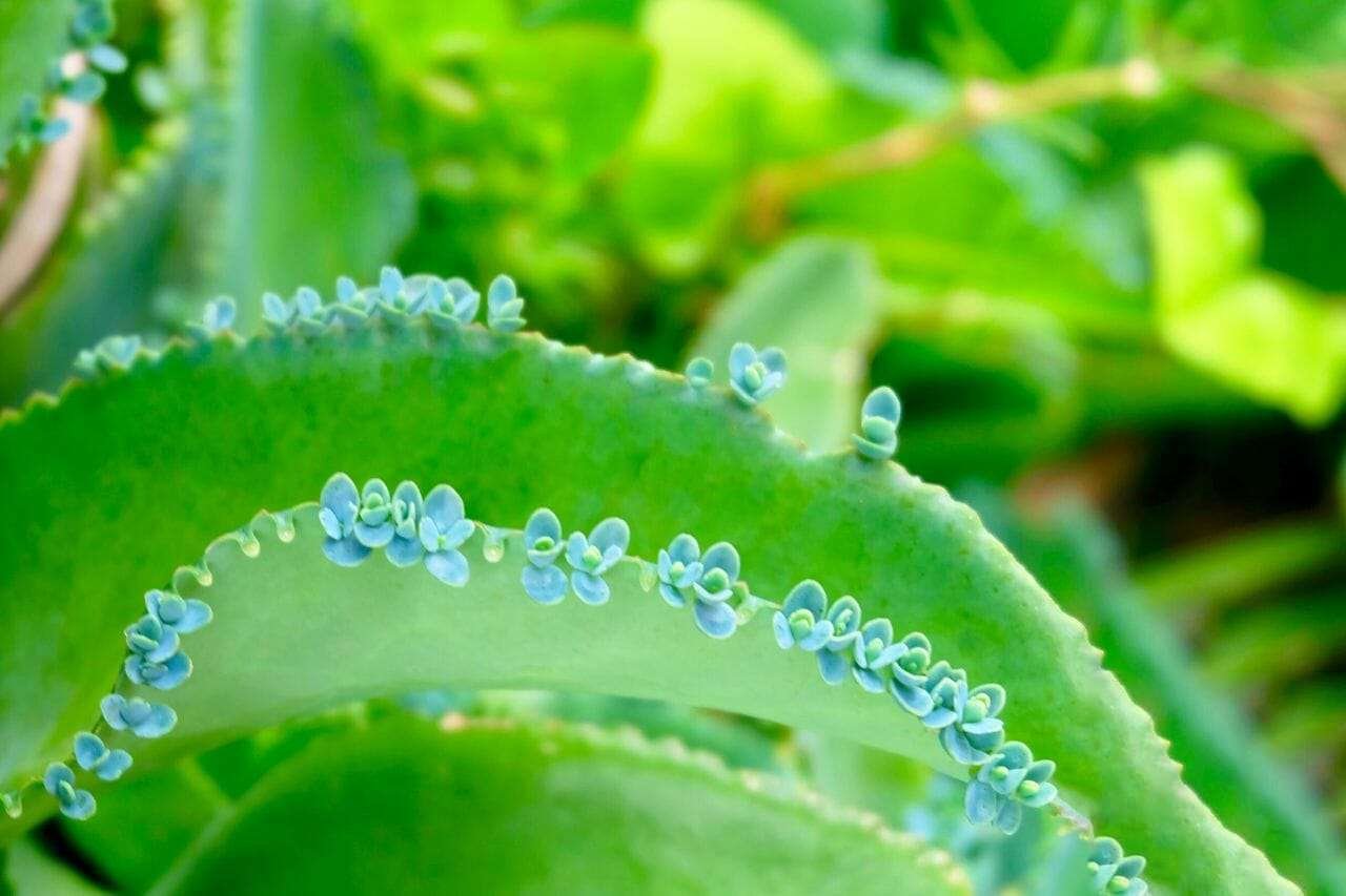 Mexican Hat Plant Plant America