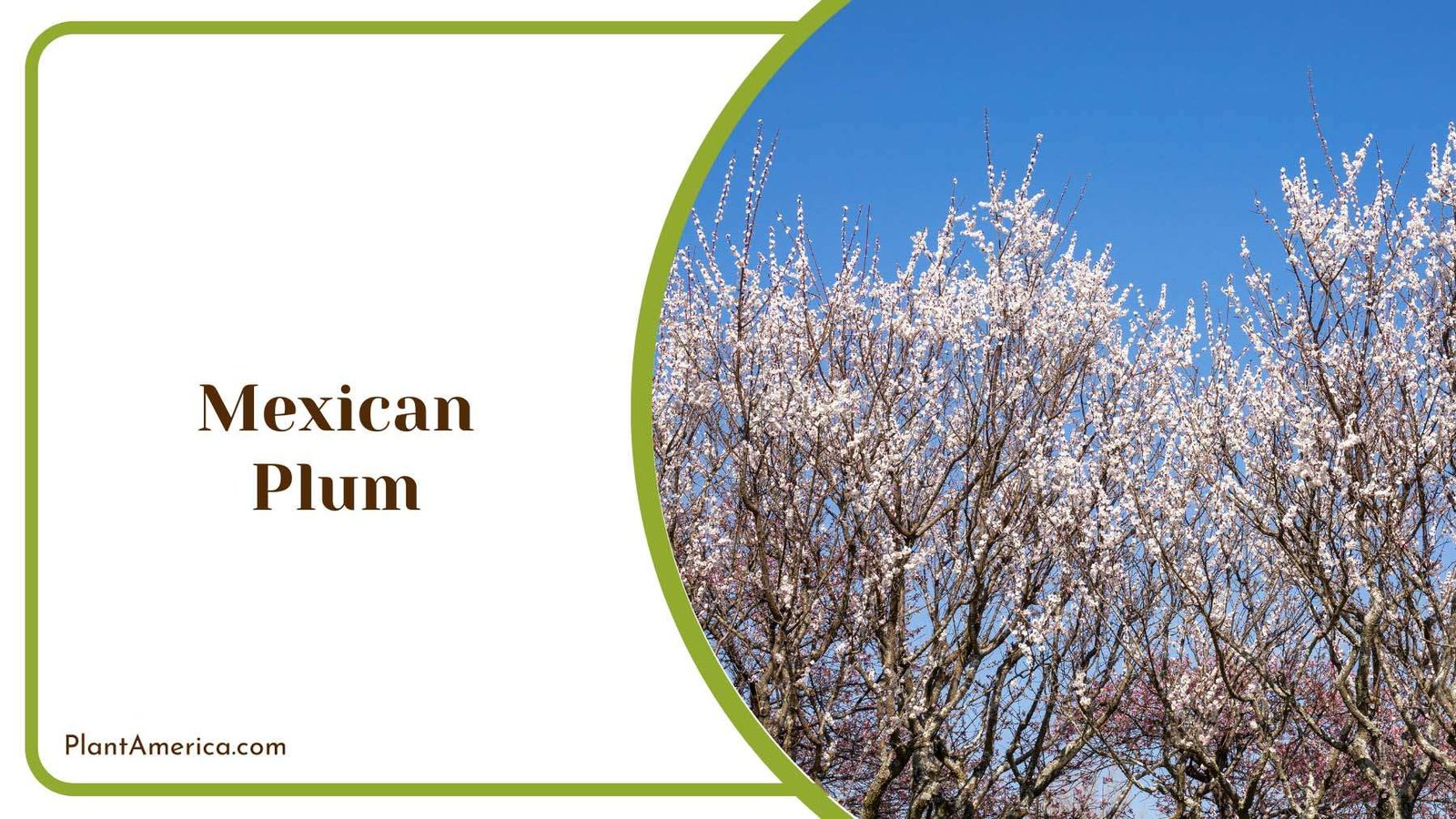 Mexican Plum Fragrant White Flower Plant America