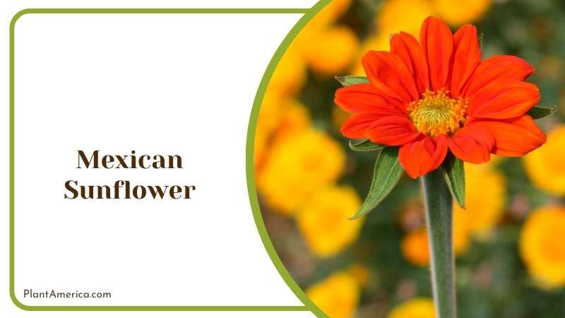 Mexican Sunflower Plant Plant America