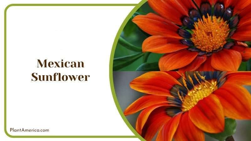 Mexican Sunflower PlantAmerica
