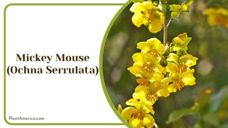 Mickey Mouse Plant America