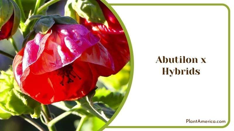 Mid Green Leaves Abutilon x Hybrids Plant America Mid Green Leaves Abutilon x Hybrids Plant America
