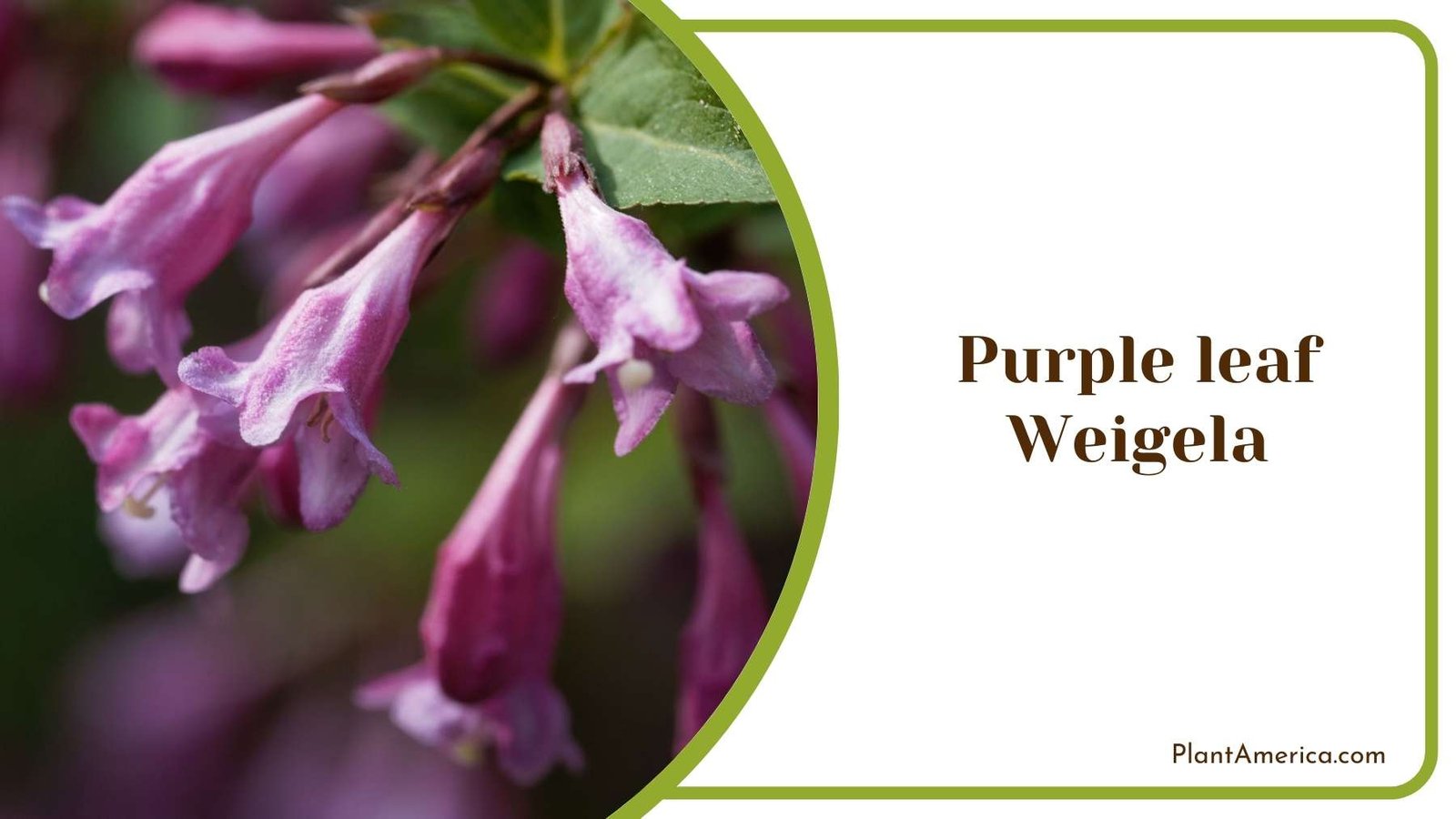 Mighty Purple leaf Weigela Plant America