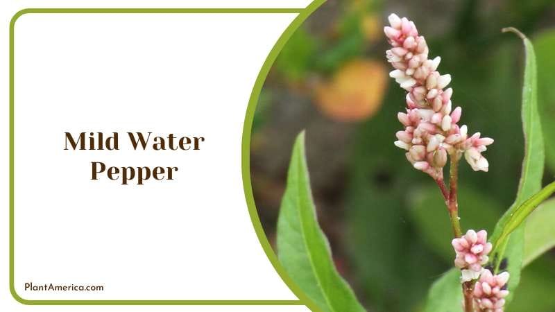 Mild Water Pepper Plant America Mild Water Pepper Plant America