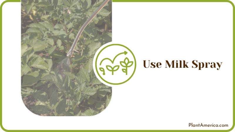 Milk Spray Cures Fungal Plant Diseases Plant America