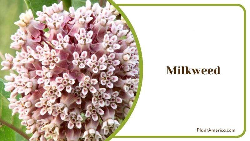 Milkweed Plant America 1 Milkweed Plant America 1